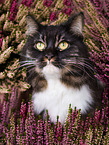 Siberian Cat
