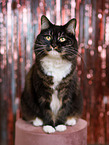 Siberian Cat