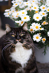 Siberian Cat