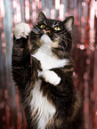 Siberian Cat
