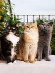 3 cats