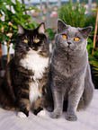 2 cats