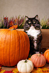 Siberian Cat
