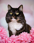 Siberian Cat