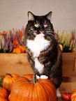 Siberian Cat