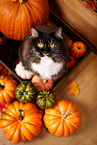 Siberian Cat