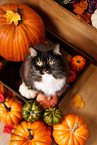 Siberian Cat