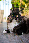 Siberian Cat