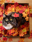 Siberian Cat
