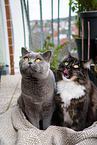 2 cats