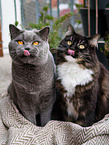 2 cats