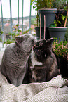 2 cats