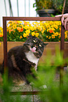 Siberian Cat
