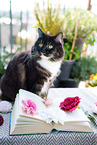 Siberian Cat