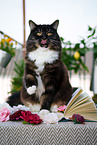 Siberian Cat