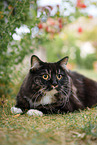 Siberian Cat
