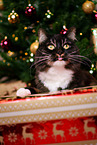 Siberian Cat