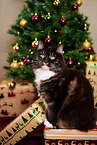 Siberian Cat