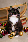 Siberian Cat