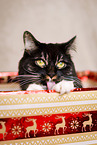 Siberian Cat