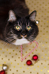 Siberian Cat