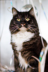 Siberian Cat