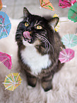 Siberian Cat