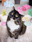 Siberian Cat