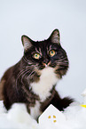 Siberian Cat