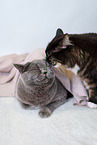 2 cats