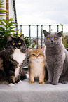 3 cats