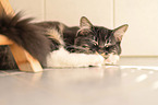Siberian Cat
