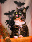 Siberian Cat