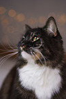 Siberian Forest Cat