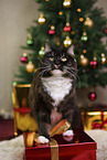 Siberian Forest Cat