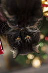 Siberian Forest Cat