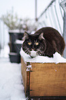 Siberian Forest Cat