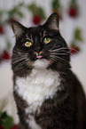 Siberian Forest Cat