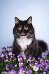 Siberian Forest Cat