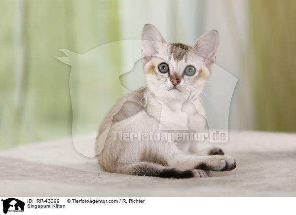 Singapura Kitten / RR-43299