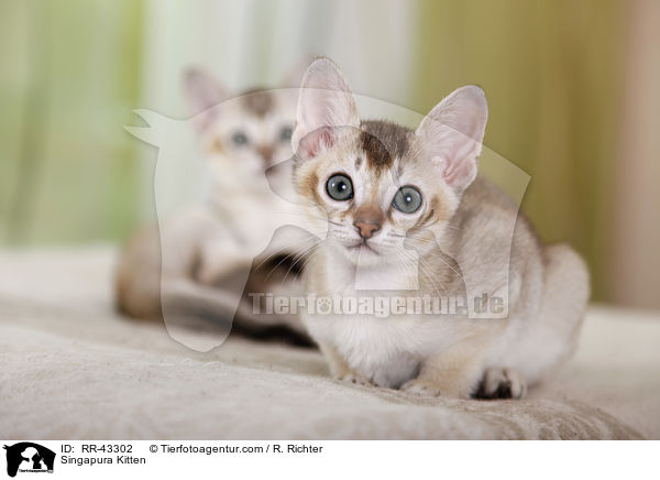 Singapura Kitten / RR-43302