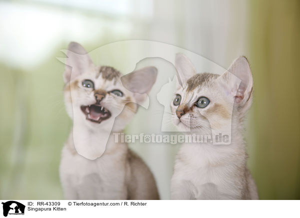 Singapura Ktzchen / Singapura Kitten / RR-43309