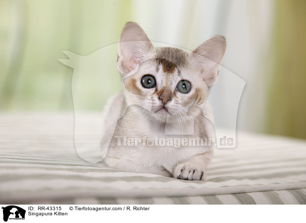 Singapura Ktzchen / Singapura Kitten / RR-43315