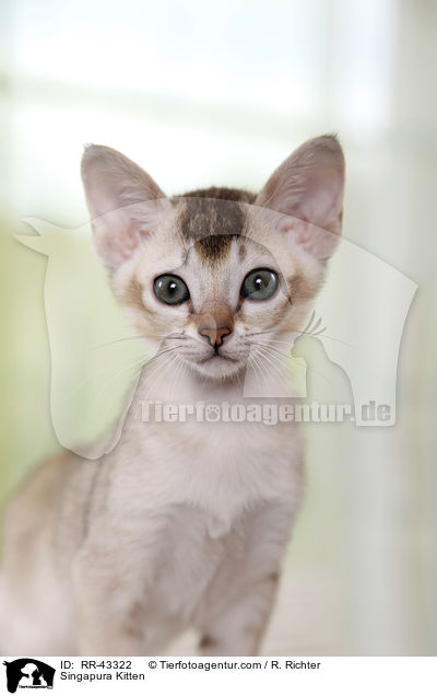 Singapura Ktzchen / Singapura Kitten / RR-43322