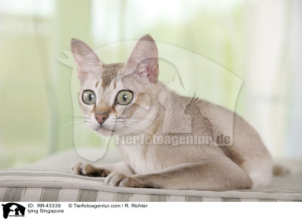 lying Singapura / RR-43339