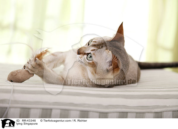 lying Singapura / RR-43346