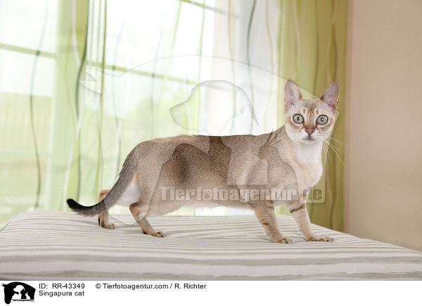 Singapura cat / RR-43349