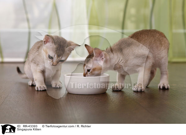 Singapura Ktzchen / Singapura Kitten / RR-43393