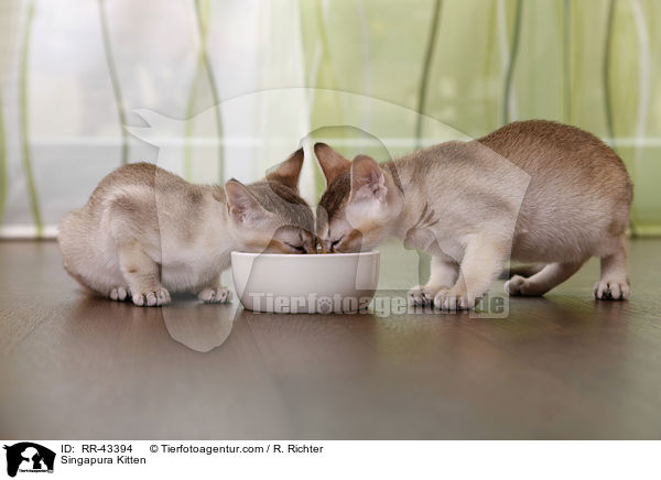 Singapura Ktzchen / Singapura Kitten / RR-43394