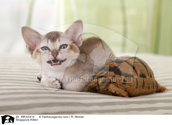 Singapura Kitten / RR-43414